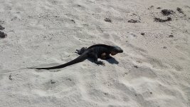 BitterGuana.jpg