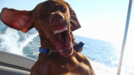 Skipper with mouth open on boat.jpg
