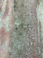 IMG_7911.jpeg