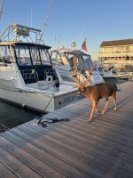 Kismet Deer in Marina.jpg